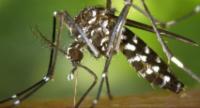 38 High-Risk Zones Identified as Dengue Cases Rise
